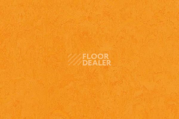 Линолеум Marmoleum Decibel on Order 326235 marigold фото 1 | FLOORDEALER